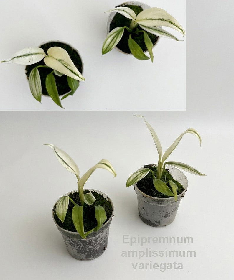 Hofstede Hovaria Epipremnum Pack of 4