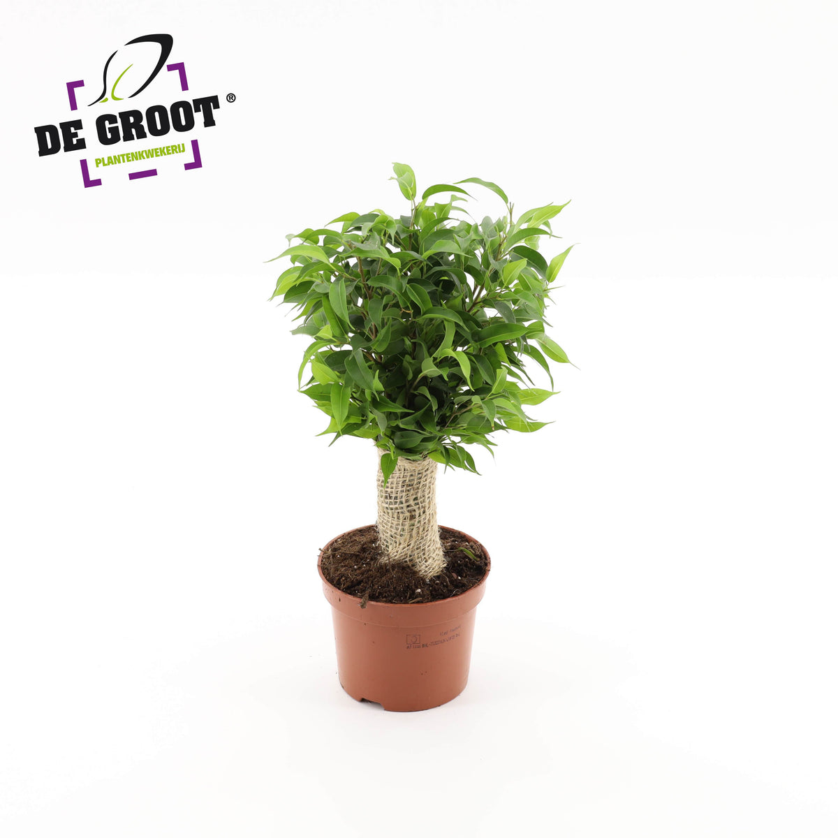 Ficus benj. Natasja jute standard 35cm 12cm Pot