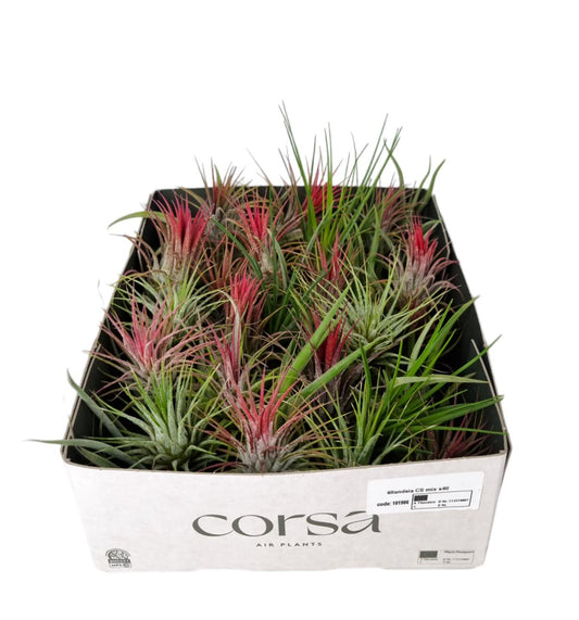Tillandsia ionantha 4cm 4cm Pot