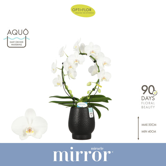 Phalaenopsis Mirror Miracle Aurora 60cm 12cm Pot
