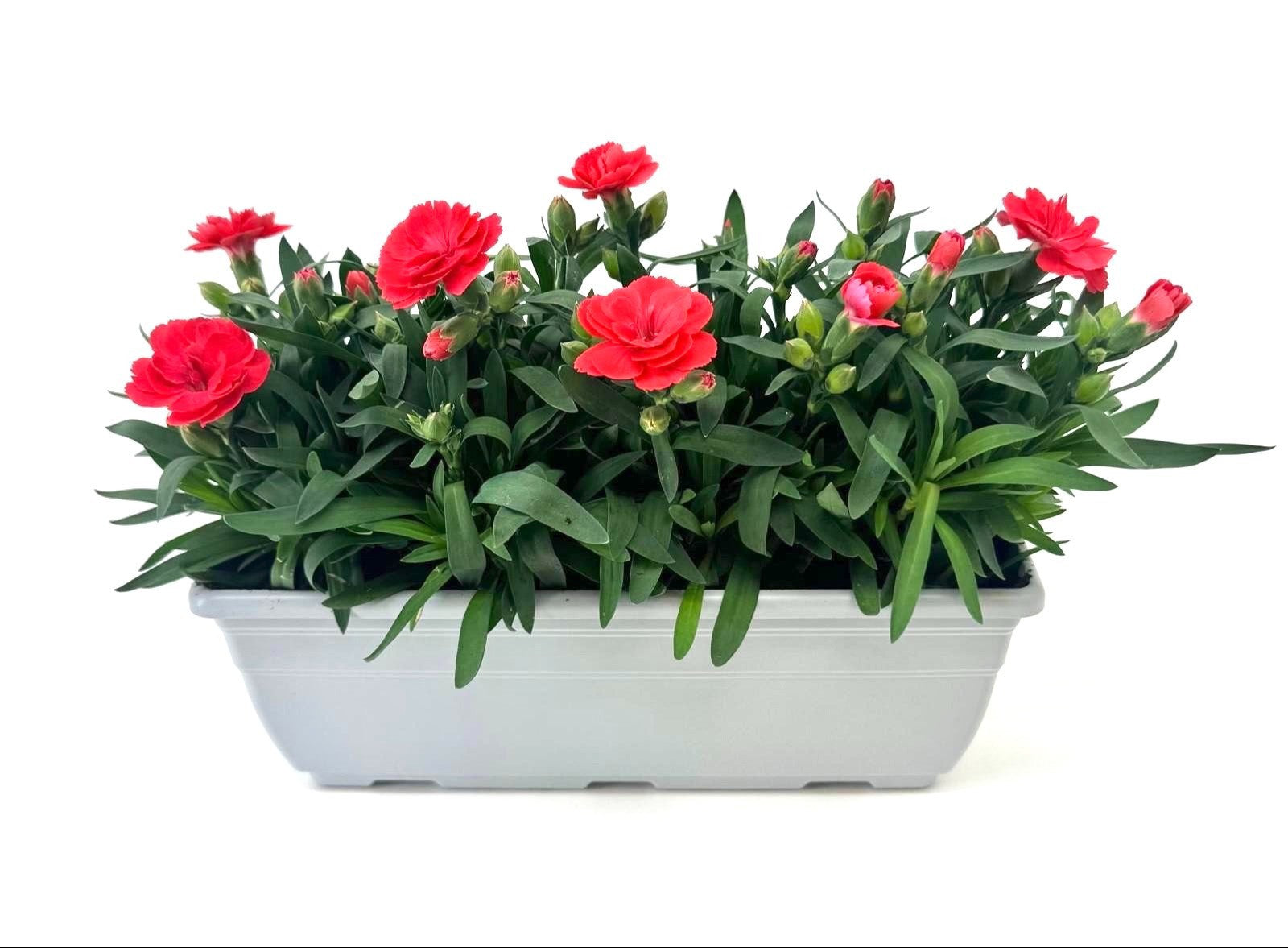 Dianthus Oscar Red 24cm 27cm Pot
