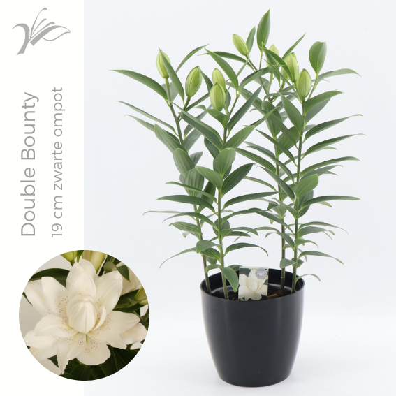 Lilium or. Sunny Double Bounty 50cm 19cm Pot