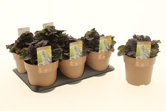 Ajuga rep. Black Scallop 17cm 15cm Pot