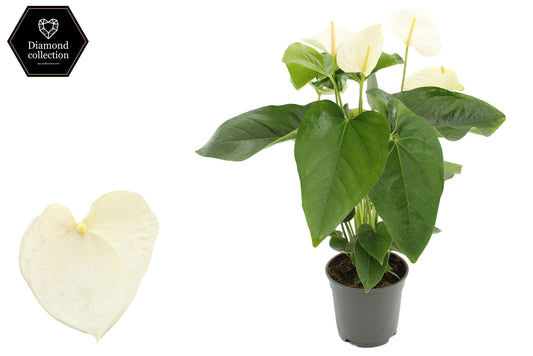 Anthurium Alaska 57cm 17cm Pot