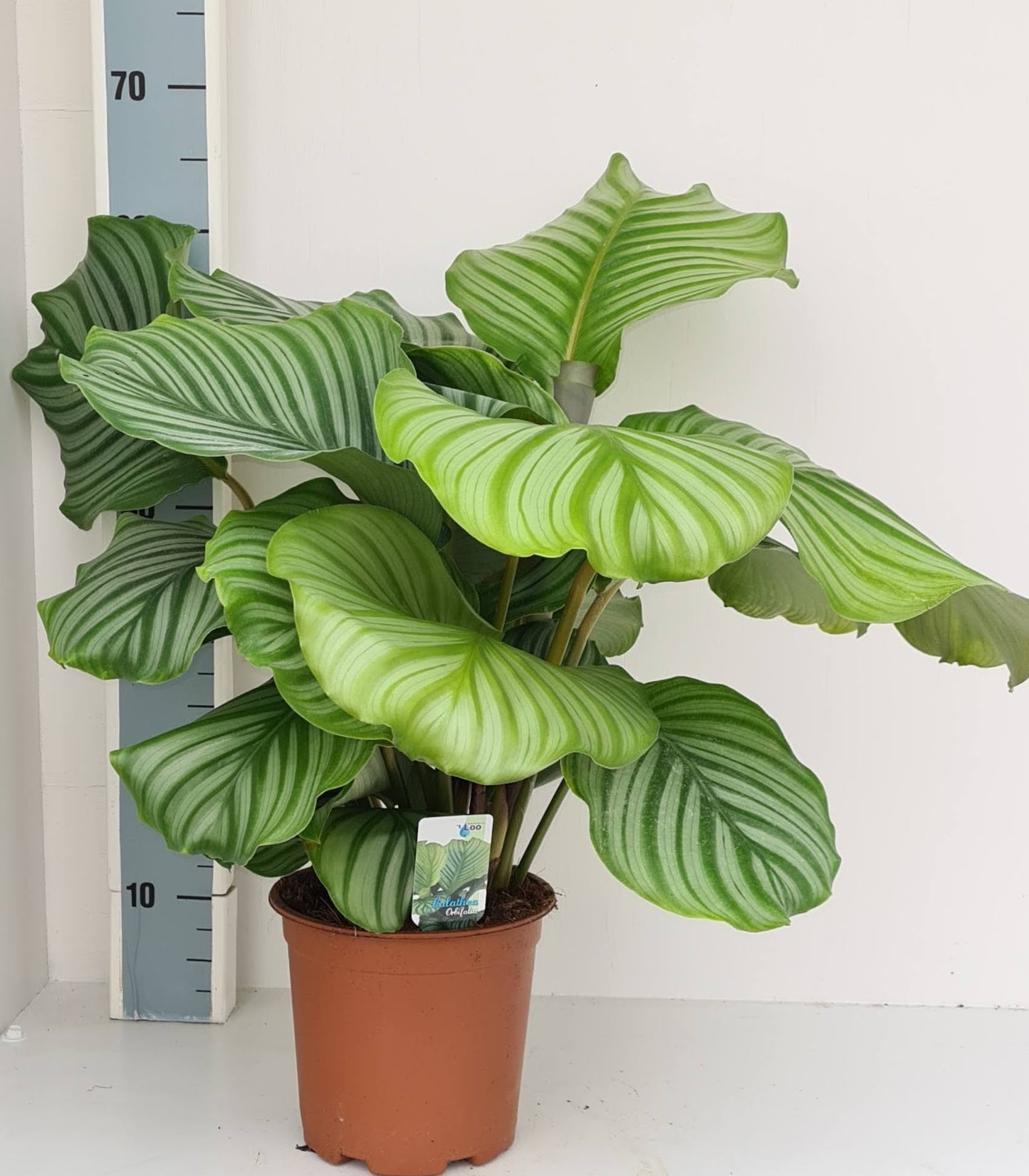Calathea Orbifolia 60cm 19cm Pot