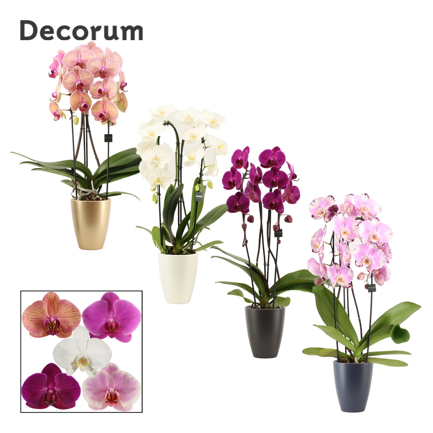Phalaenopsis mix 55cm 12cm Pot