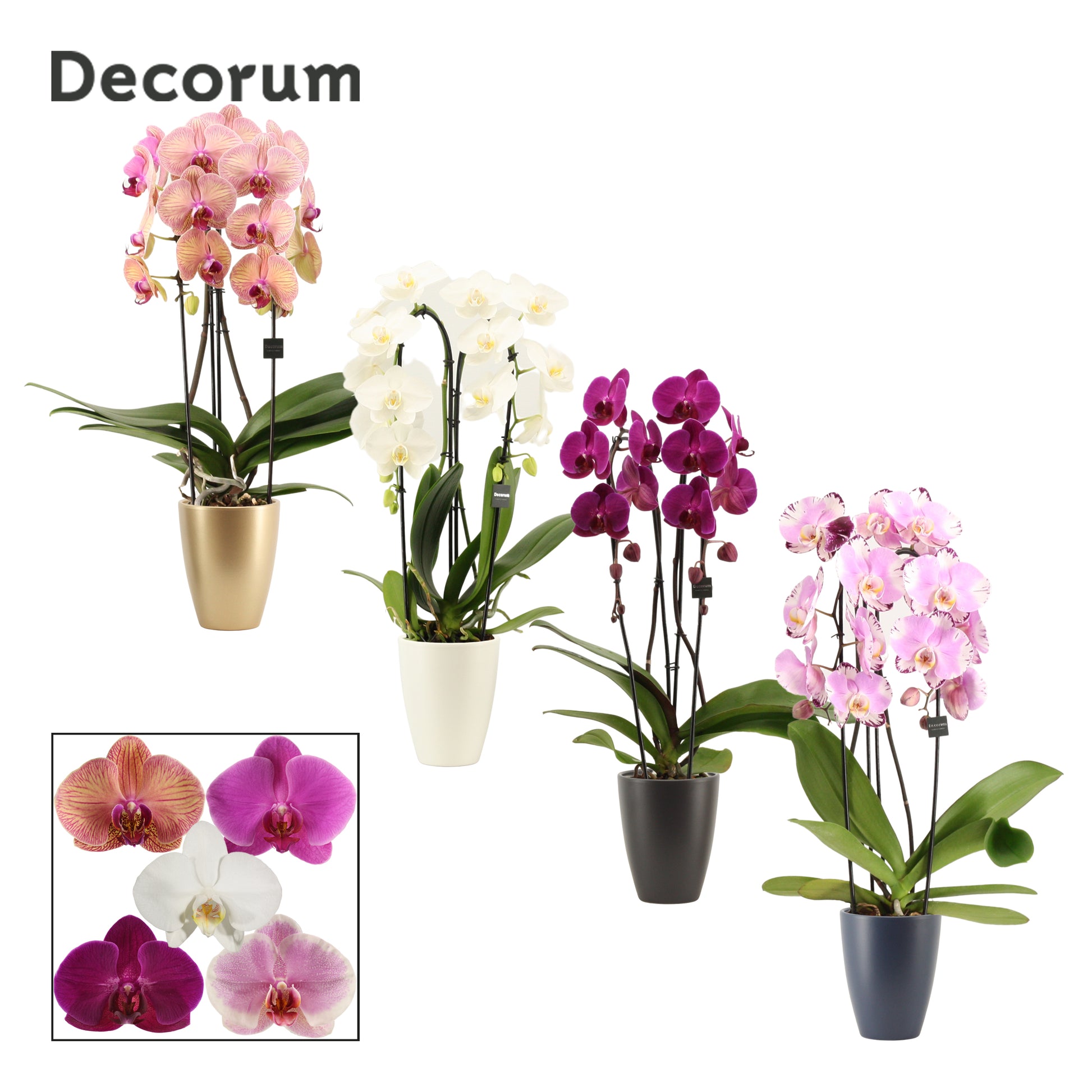 Phalaenopsis mix 55cm 12cm Pot