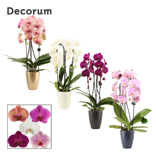 Phalaenopsis mix 55cm 12cm Pot