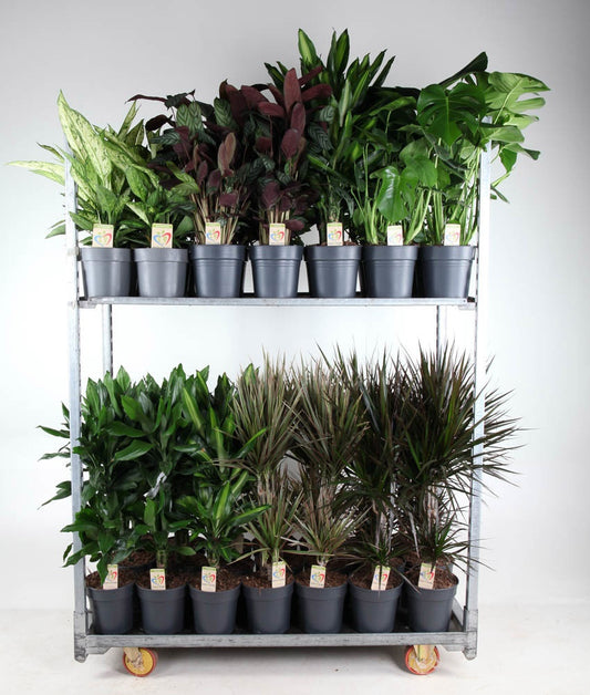 Foliage houseplants mix 70cm 19cm Pot