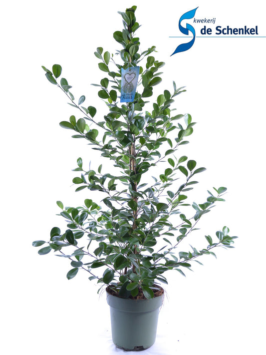 Ficus micr. Moclame 150cm 27cm Pot