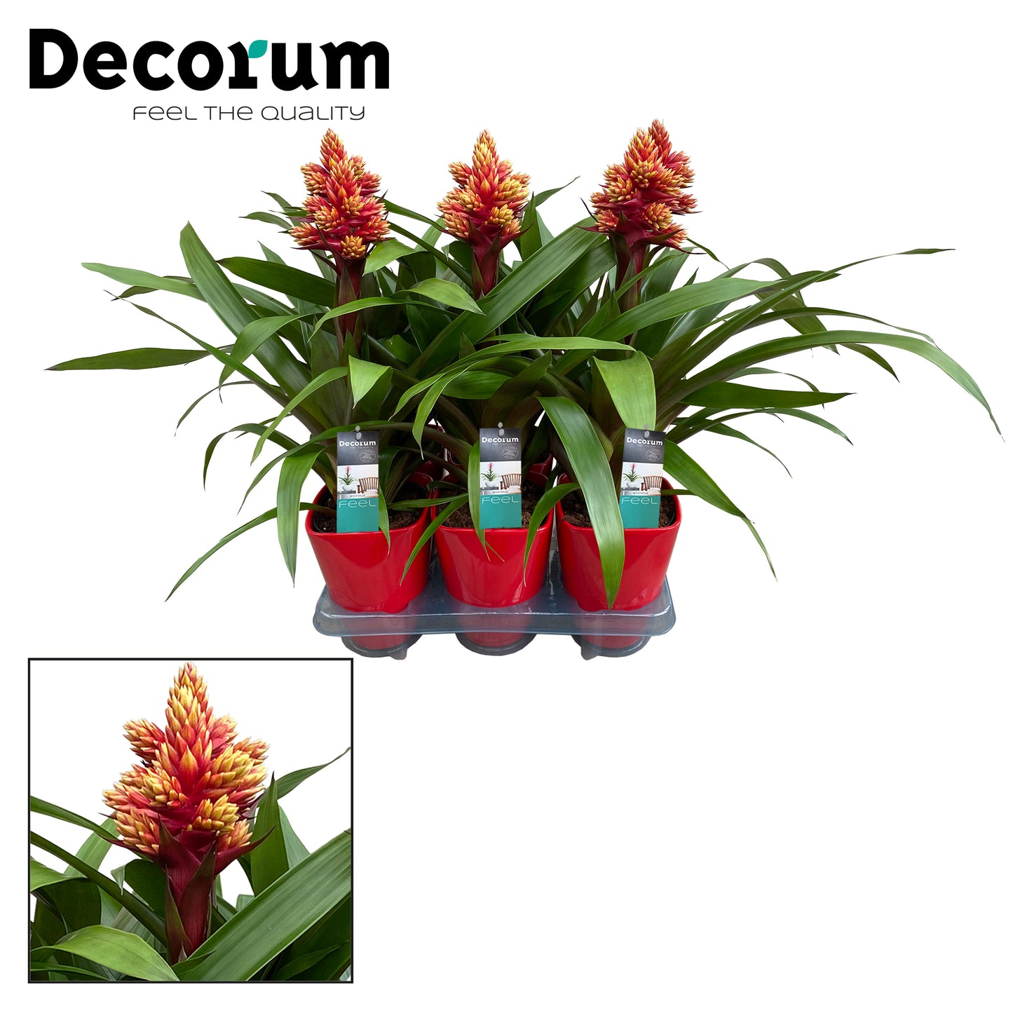 Guzmania 50cm 14cm Pot