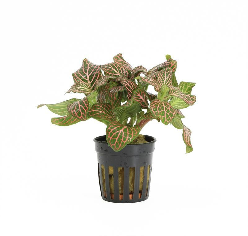 Fittonia white/green (Aqua) 10cm 5cm Pot