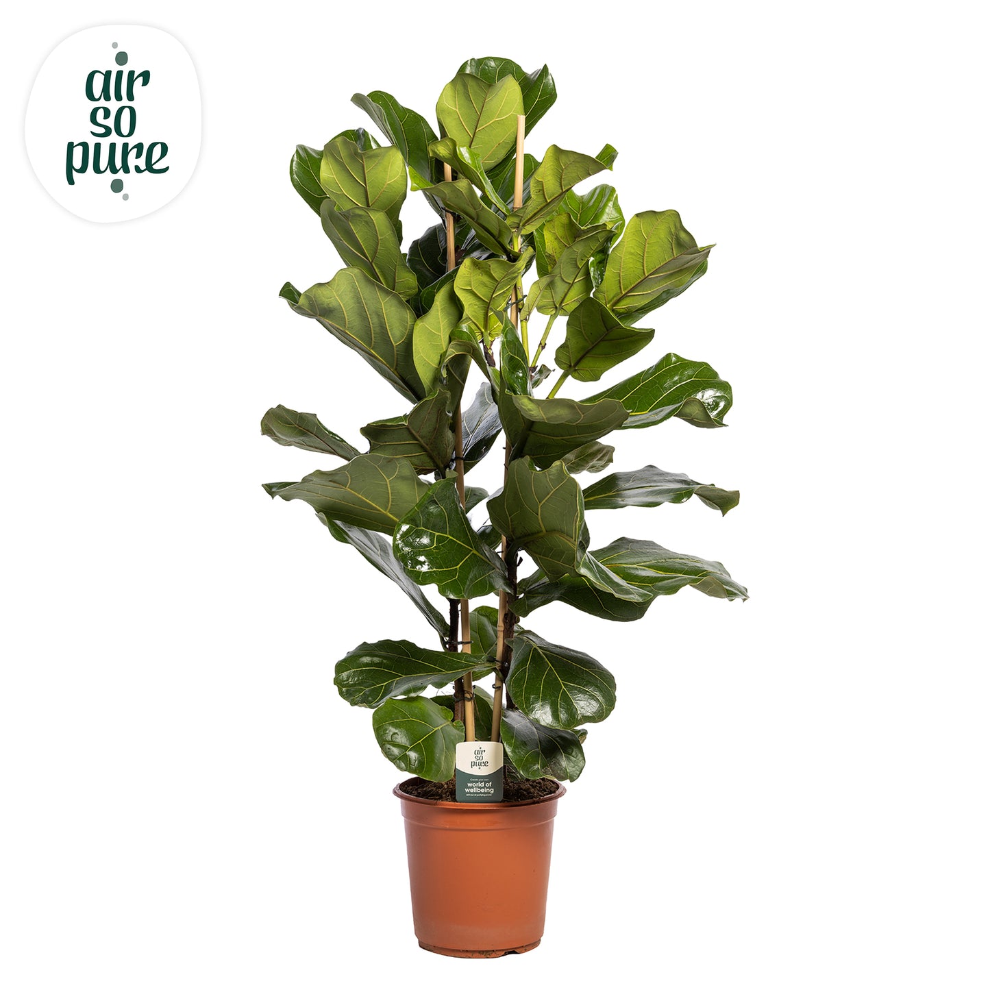 Ficus lyrata 120cm 24cm Pot