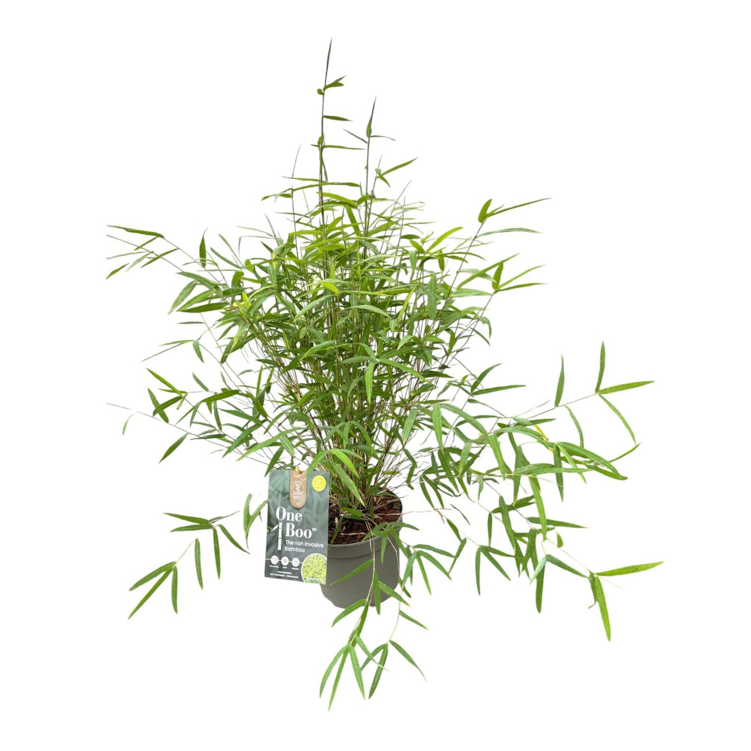 Fargesia 50cm 17cm Pot