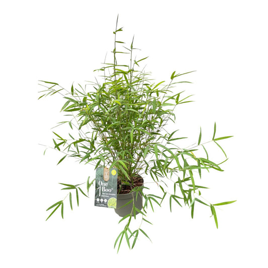 Fargesia 50cm 17cm Pot