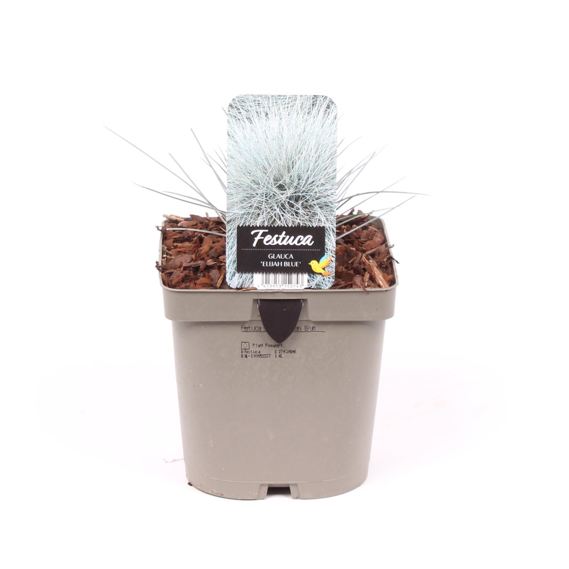 Vredebest, Kwekerij Festuca Elijah Blue Pack of 6