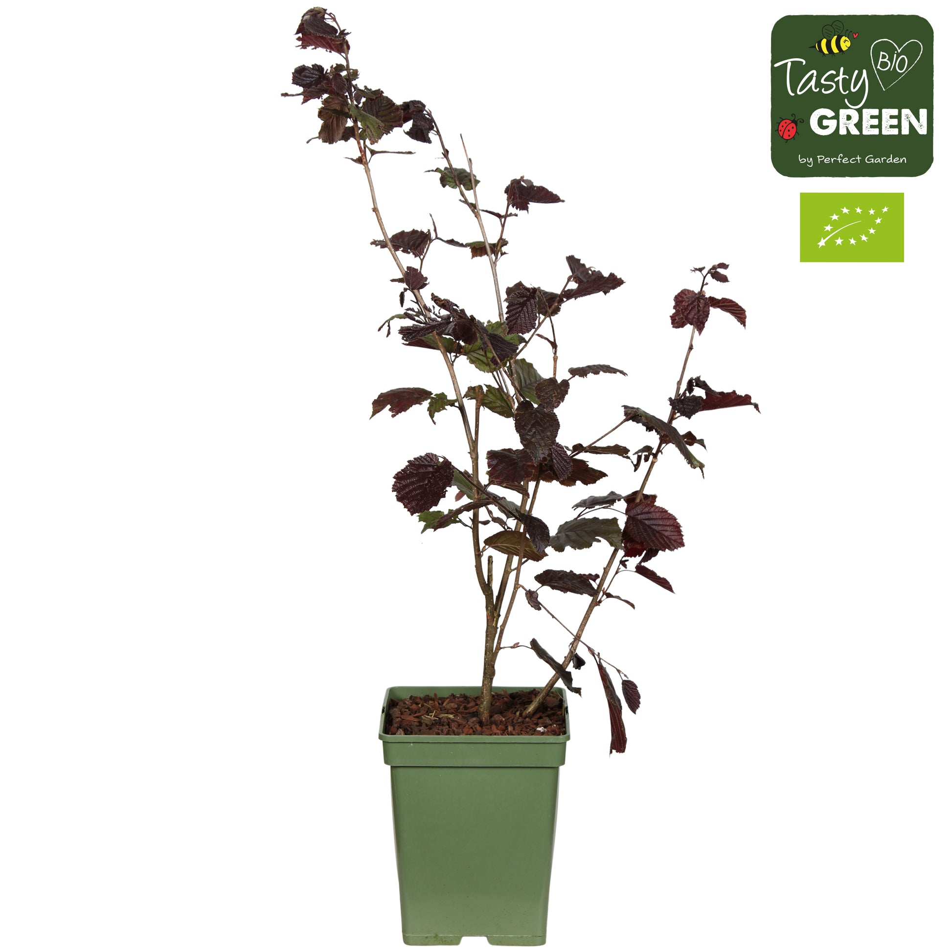 Corylus Rode Zellernoot 100cm 23cm Pot
