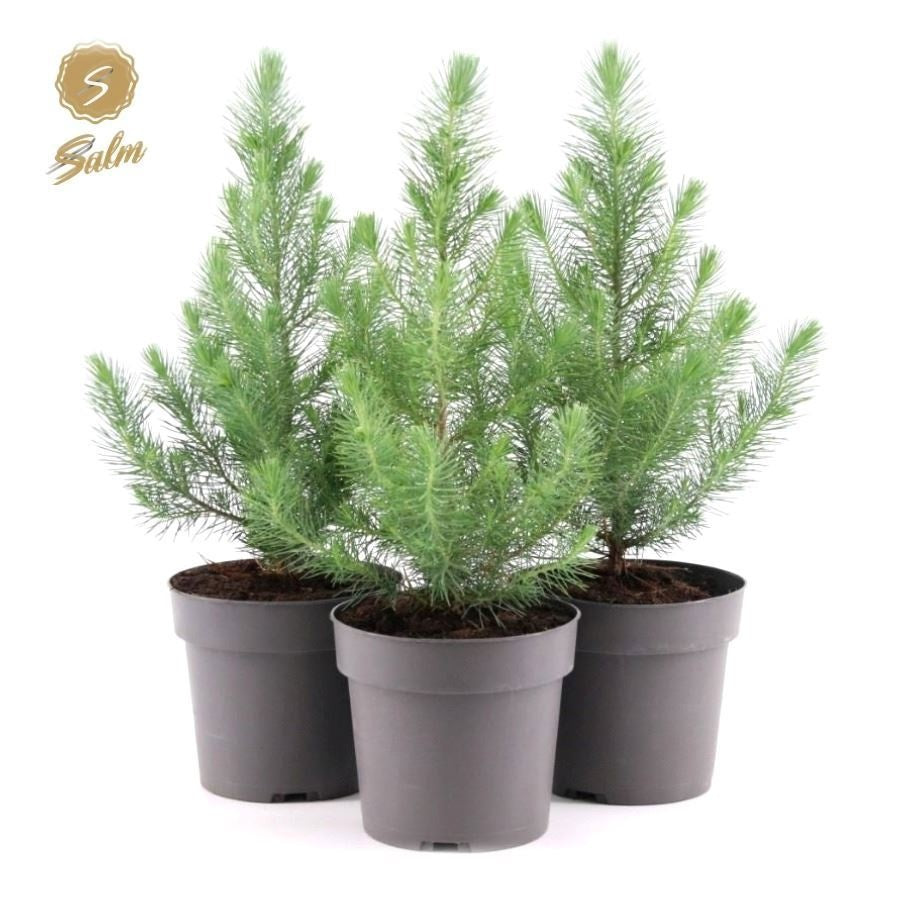 Salm, gebr. van der Pinus Silver Crest Pack of 6