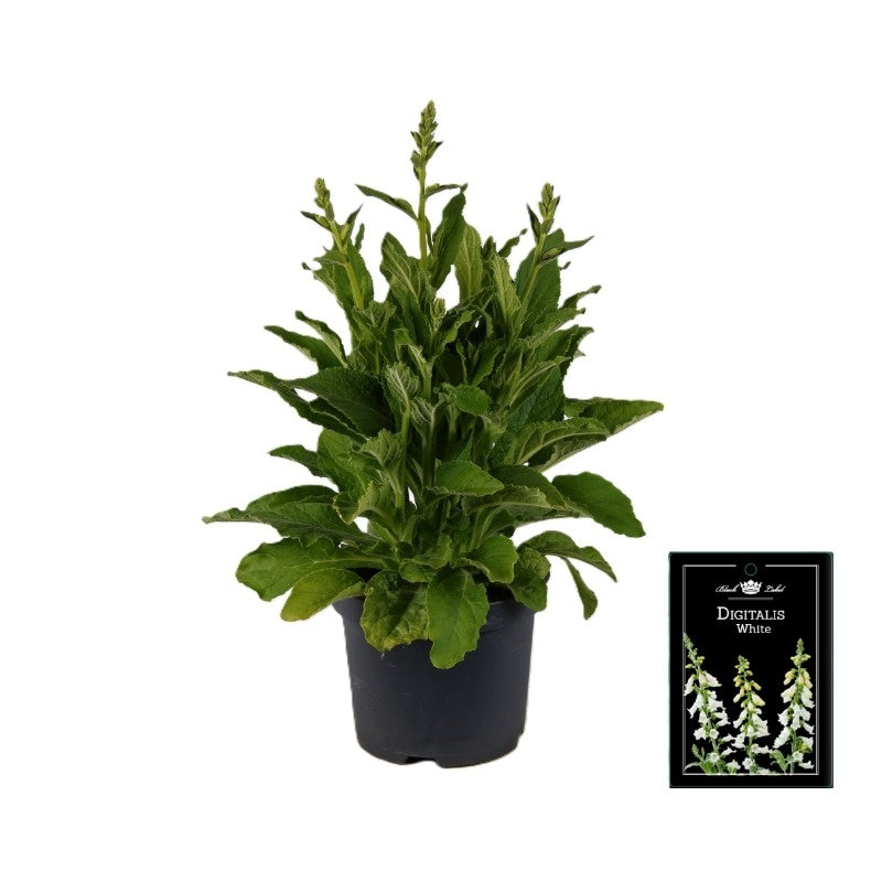 Digitalis White 55cm 19cm Pot