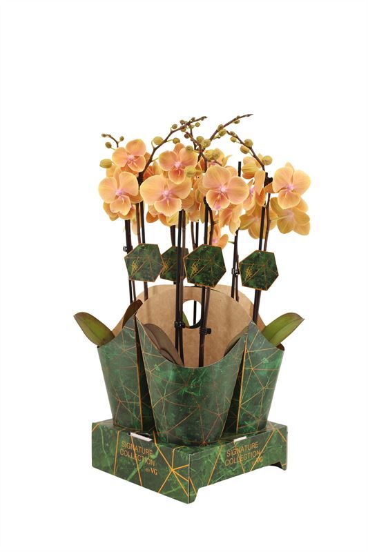Phalaenopsis yellow 60cm 12cm Pot