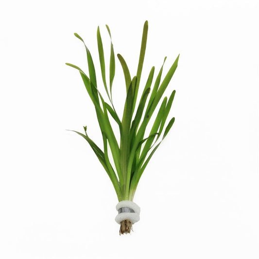Vallisneria asiatica 5cm 2cm Pot