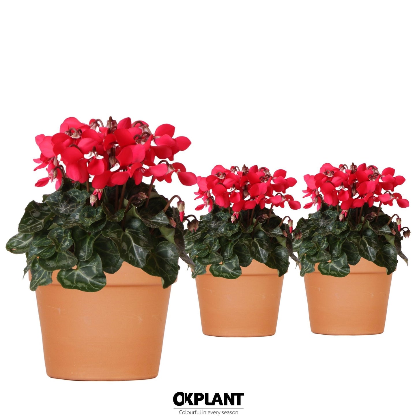 OK Plant Cyclamen Djix Pack of 6