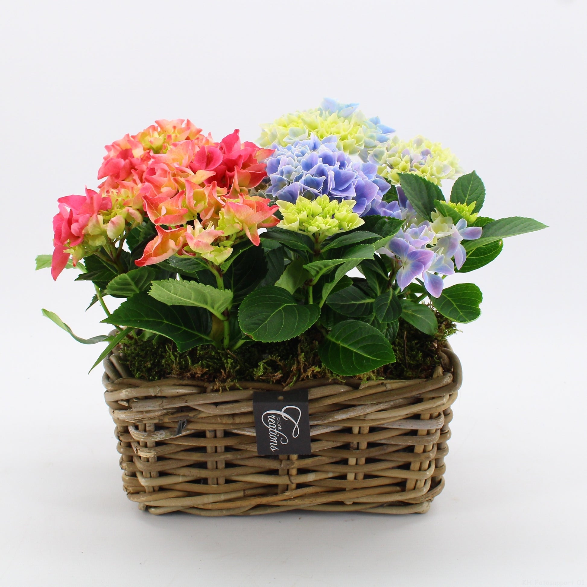 KHCR-2611M Hydrangea creations 30cm 27cm Pot