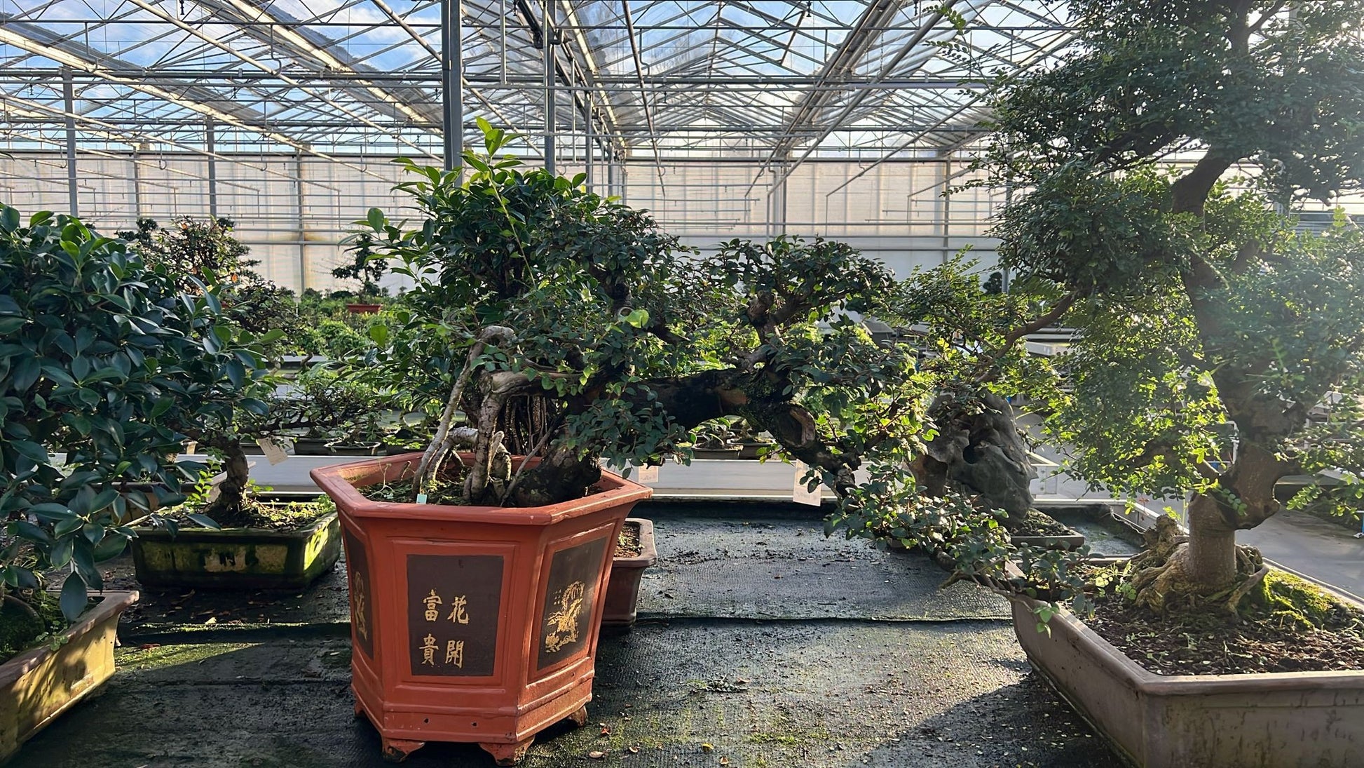 Zelkova sp. Bonsai 85cm 45cm Pot