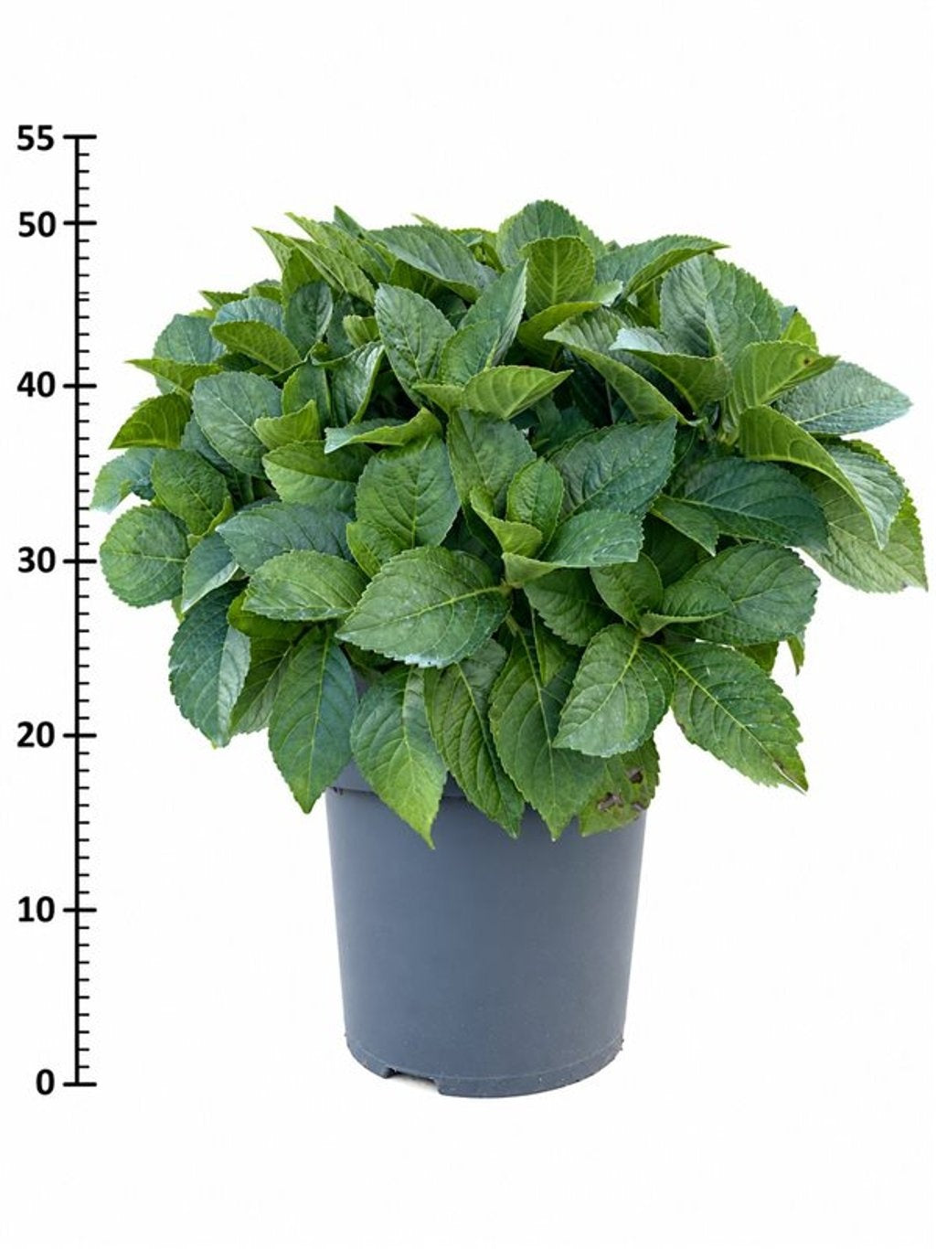 Hydrangea macrophylla 55cm 32cm Pot