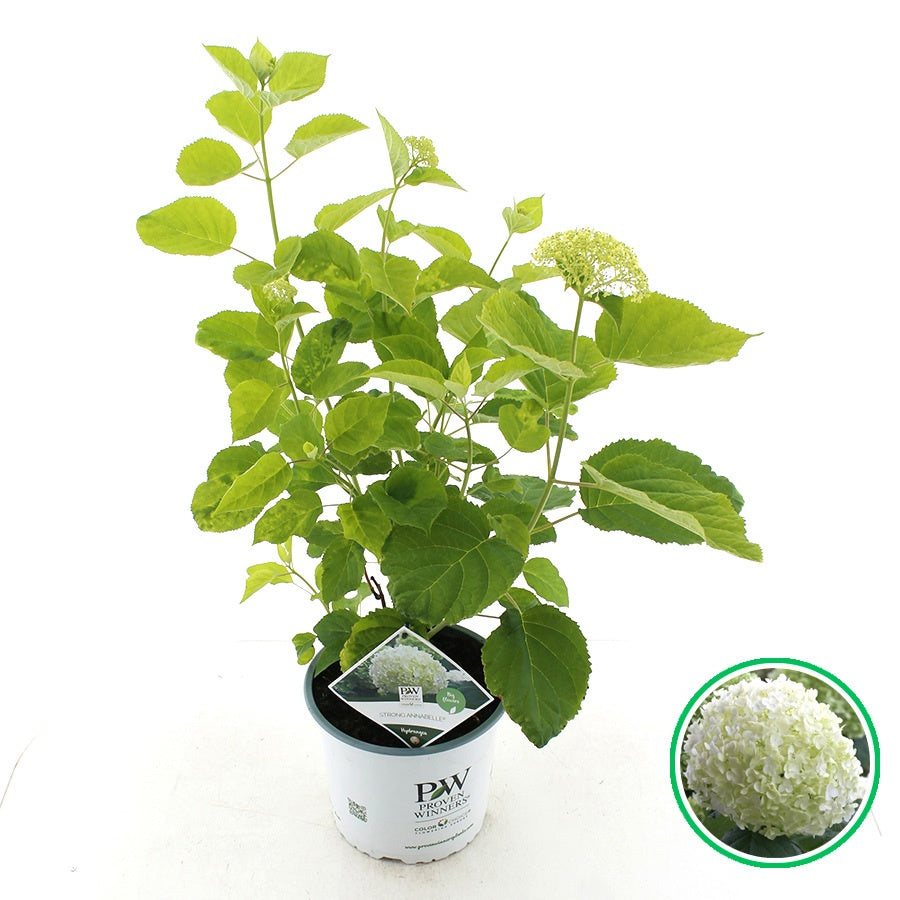 Jong Plant BV, De Hydrangea arbroscens Incrediball Pack of 1