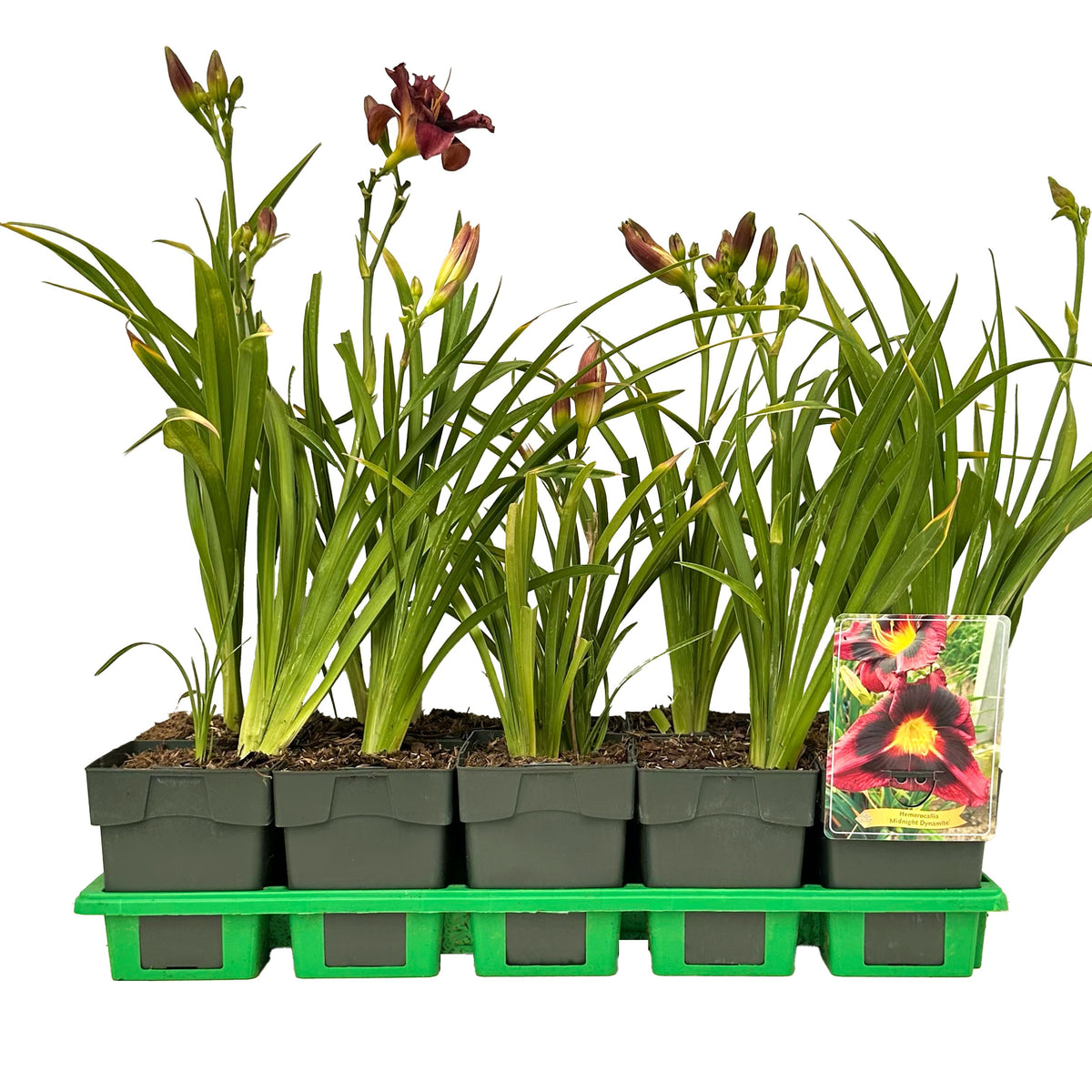 Hemerocallis mix 25cm 11cm Pot