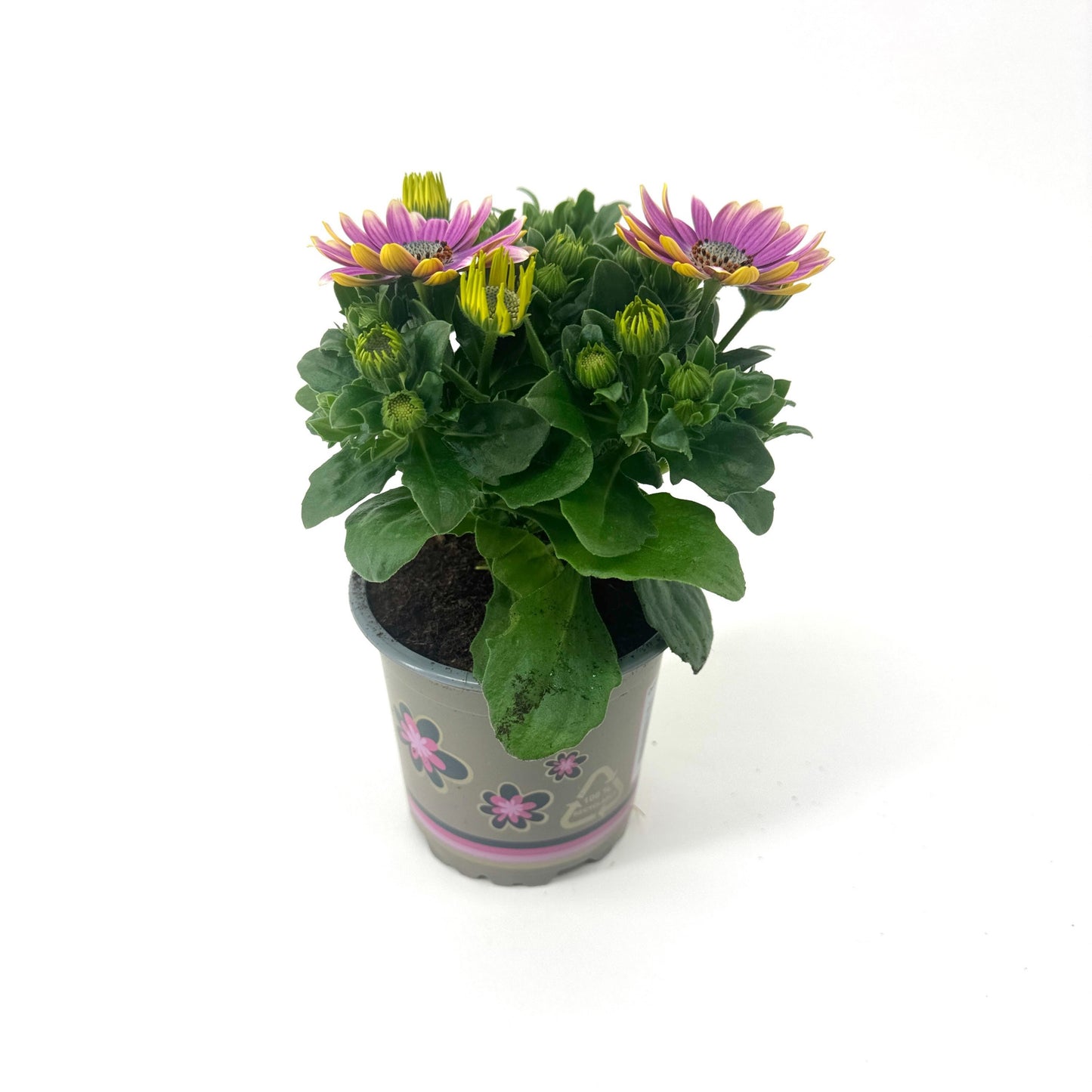 Osteospermum Senorita Rosita 22cm 11cm Pot