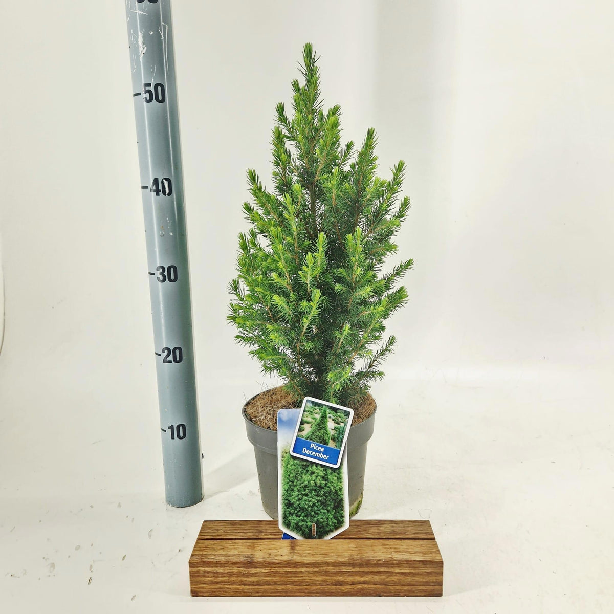 Picea glauca Conica 50cm 17cm Pot