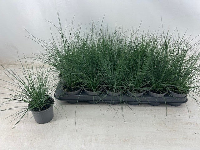 Festuca Elijah Blue 15cm 9cm Pot