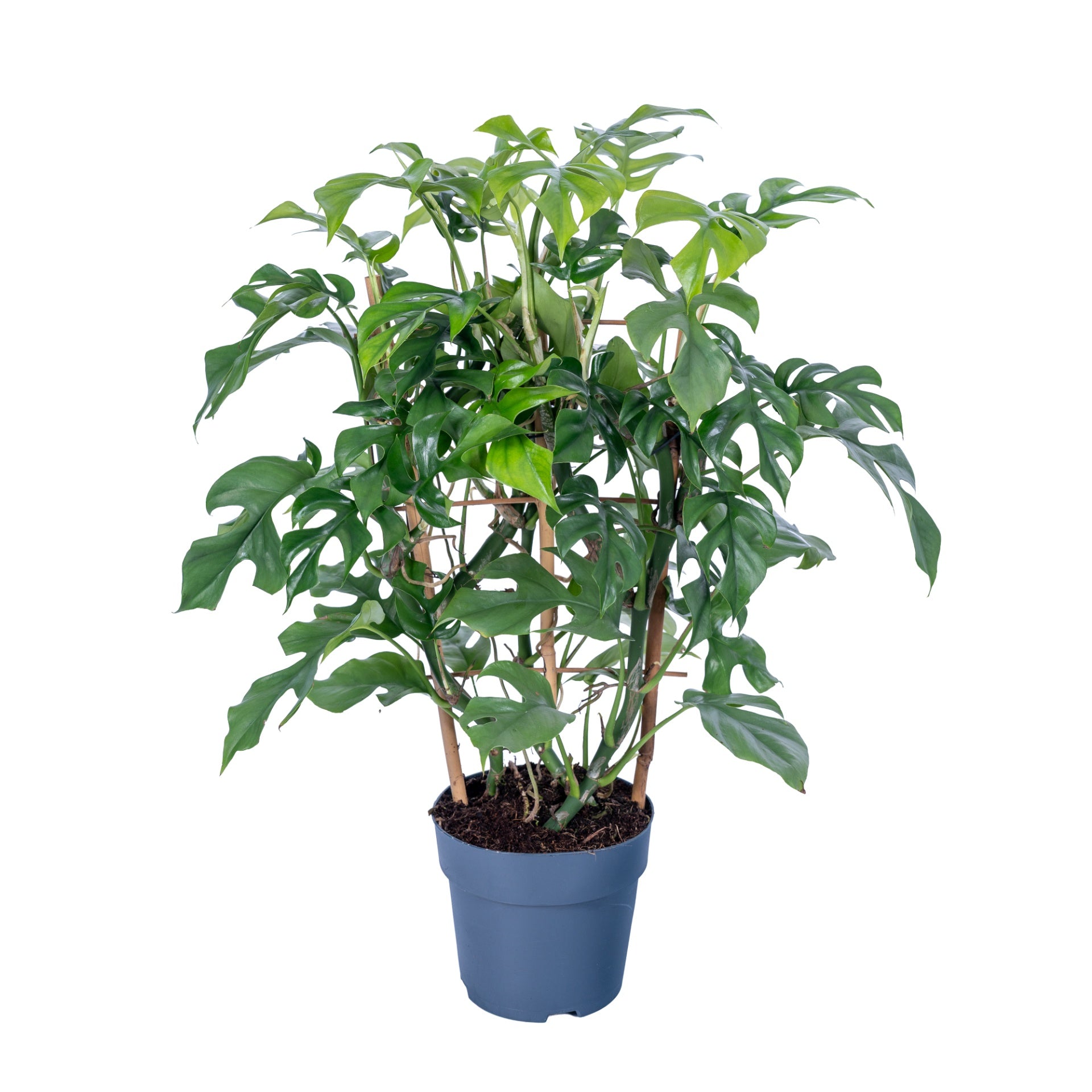 Monstera Variegated 65cm 17cm Pot