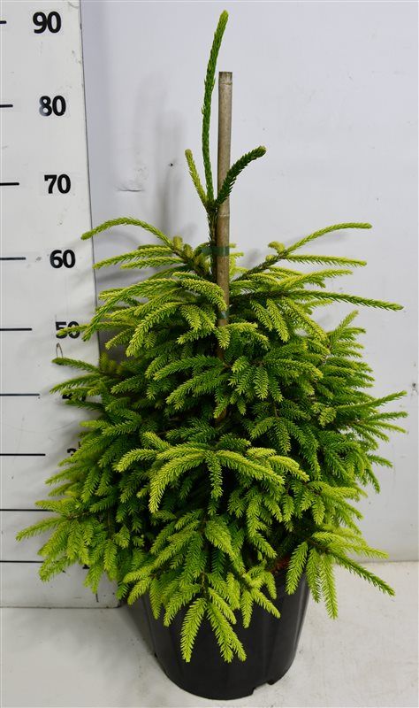 Picea or. Aureospicata 90cm 32cm Pot