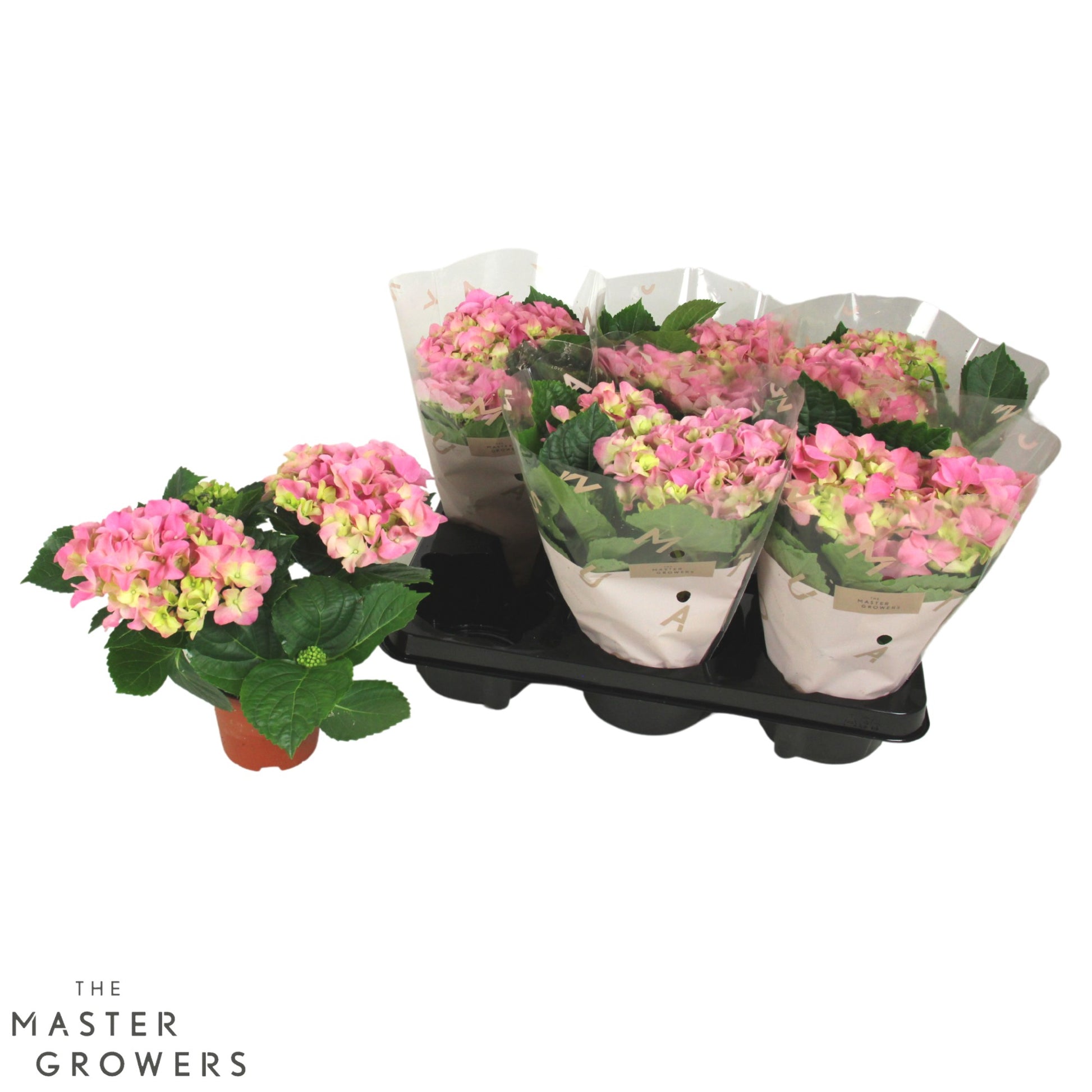 Hydrangea macr. Hi Ocean 22cm 10cm Pot