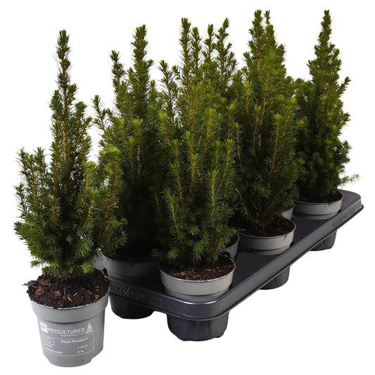 Picea gl. Magnifique 40cm 11cm Pot