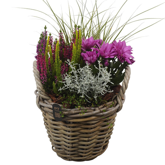 Outdoor arrangement 47cm 23cm Pot