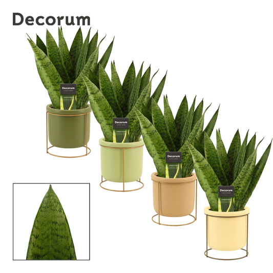Duijn-Hove BV, kwekerij Sansevieria Zeylanica Pack of 4