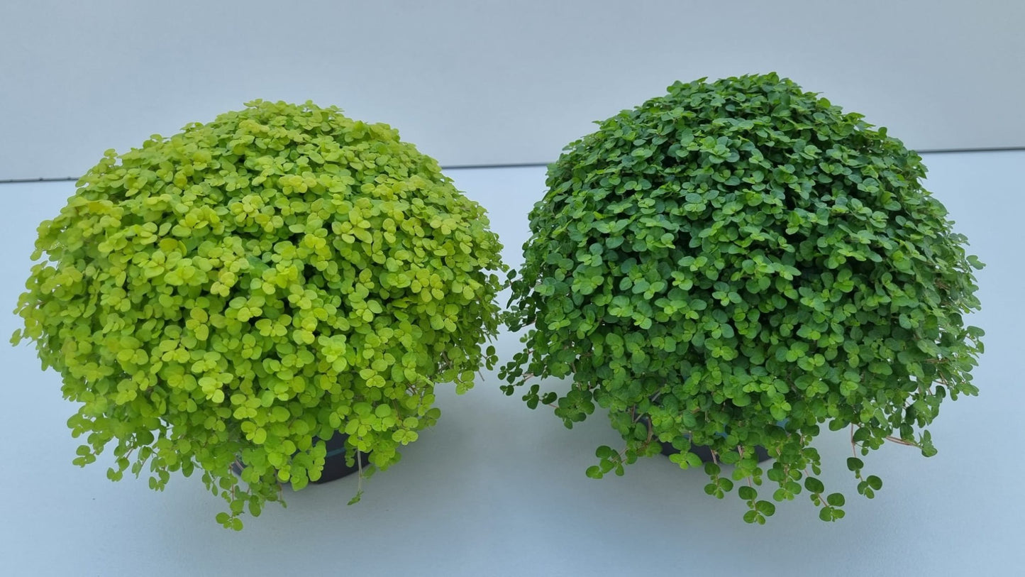Soleirolia soleirolii mix 14cm 13cm Pot