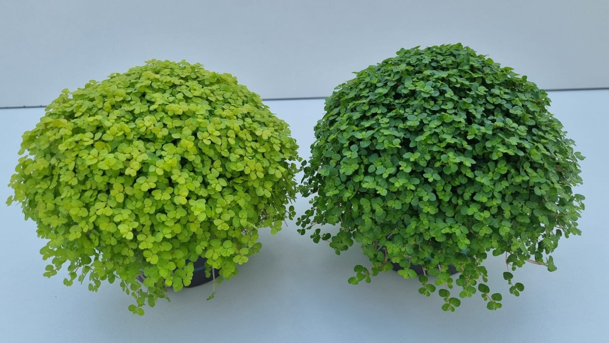Soleirolia soleirolii mix 14cm 13cm Pot