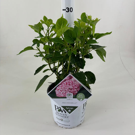 Hydrangea Pink Annabelle 35cm 19cm Pot