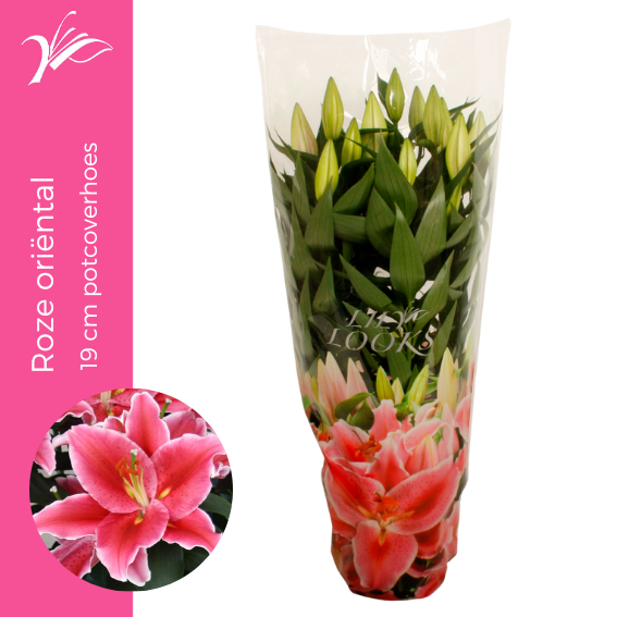 Lilium After Eight 55cm 19cm Pot