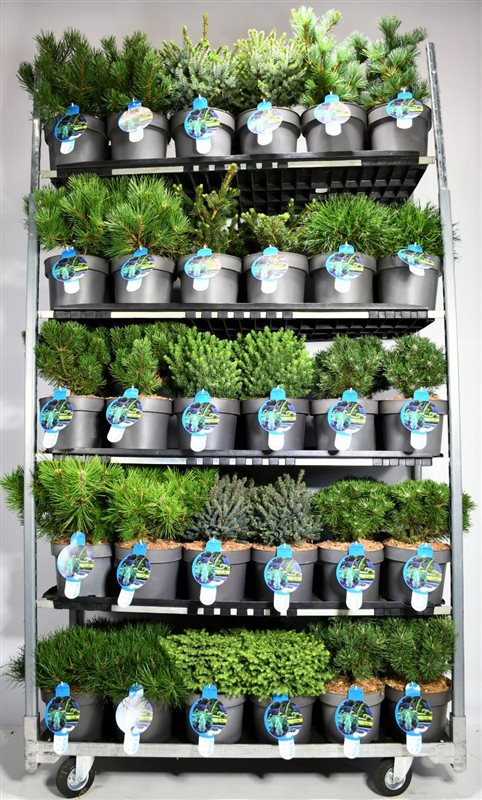 Conifer mix 40cm 23cm Pot