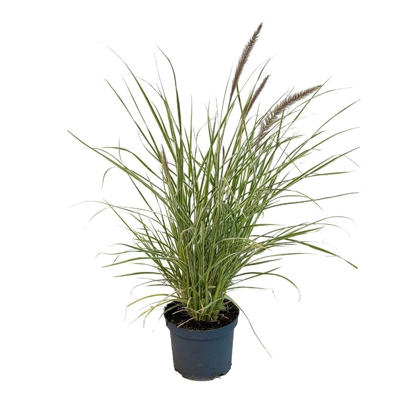 Pennisetum Sky Rocket 80cm 19cm Pot