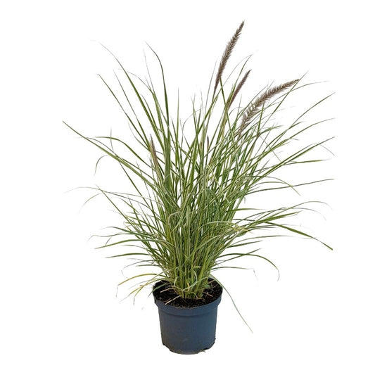 Pennisetum Sky Rocket 70cm 19cm Pot