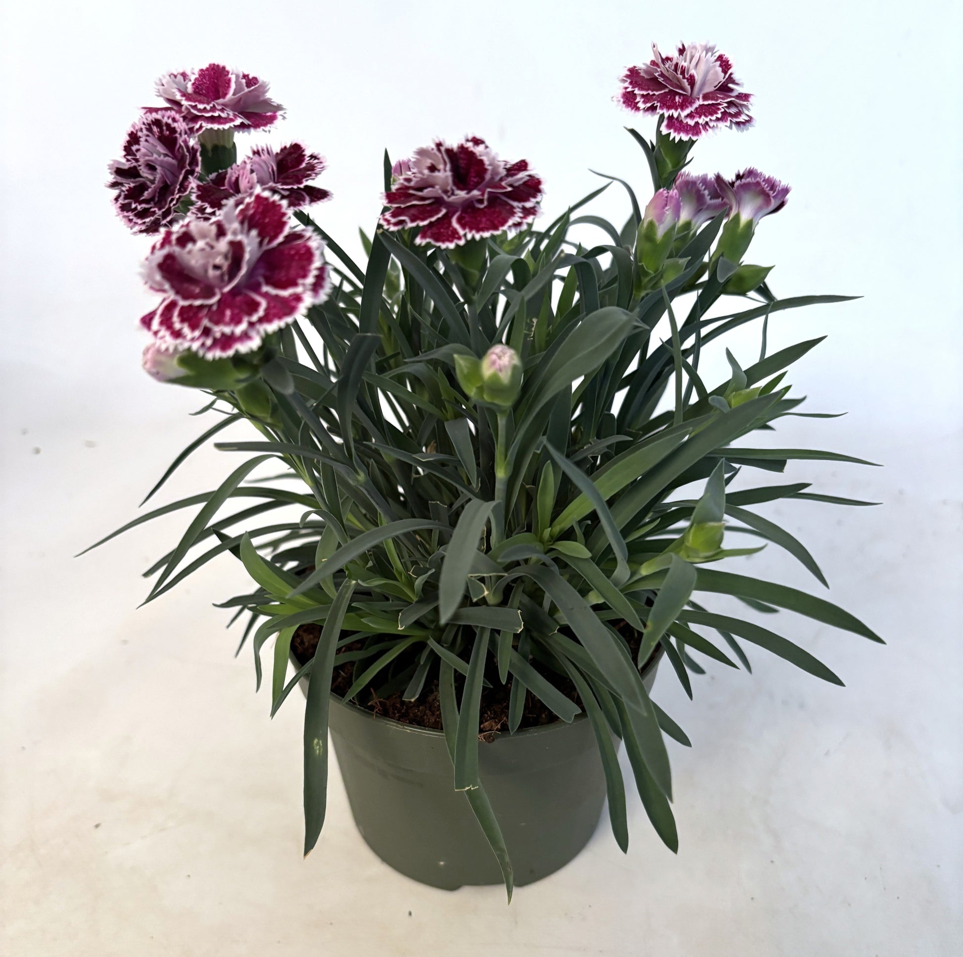 Dianthus DiaDeur Sophie 25cm 13cm Pot
