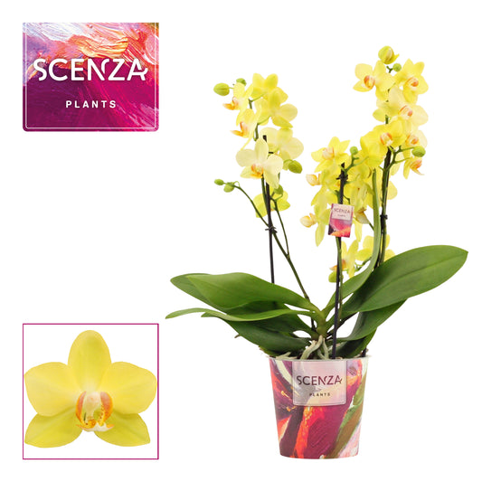 Phalaenopsis mf. Albenga 40cm 12cm Pot