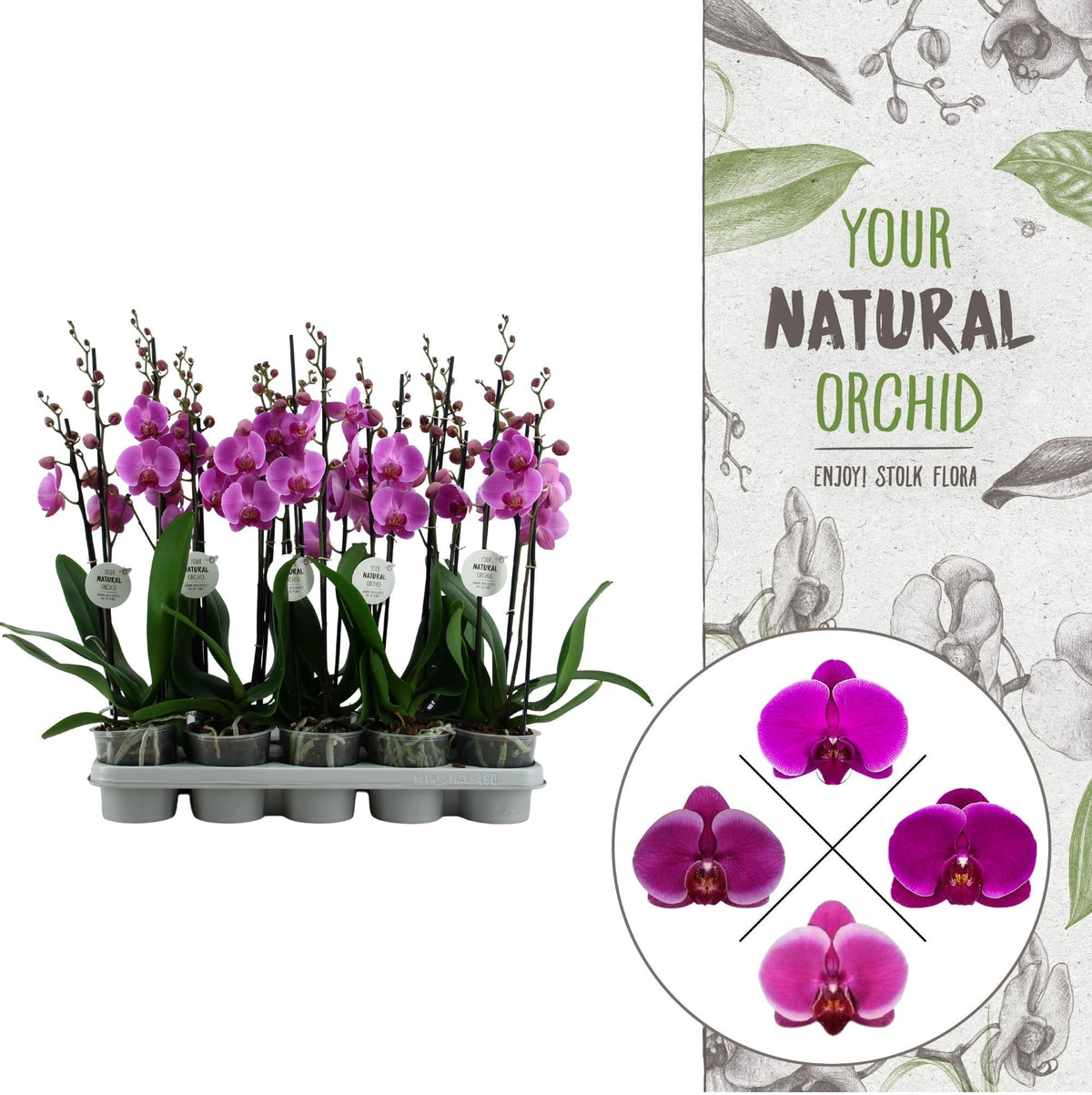 Phalaenopsis purple 60cm 12cm Pot